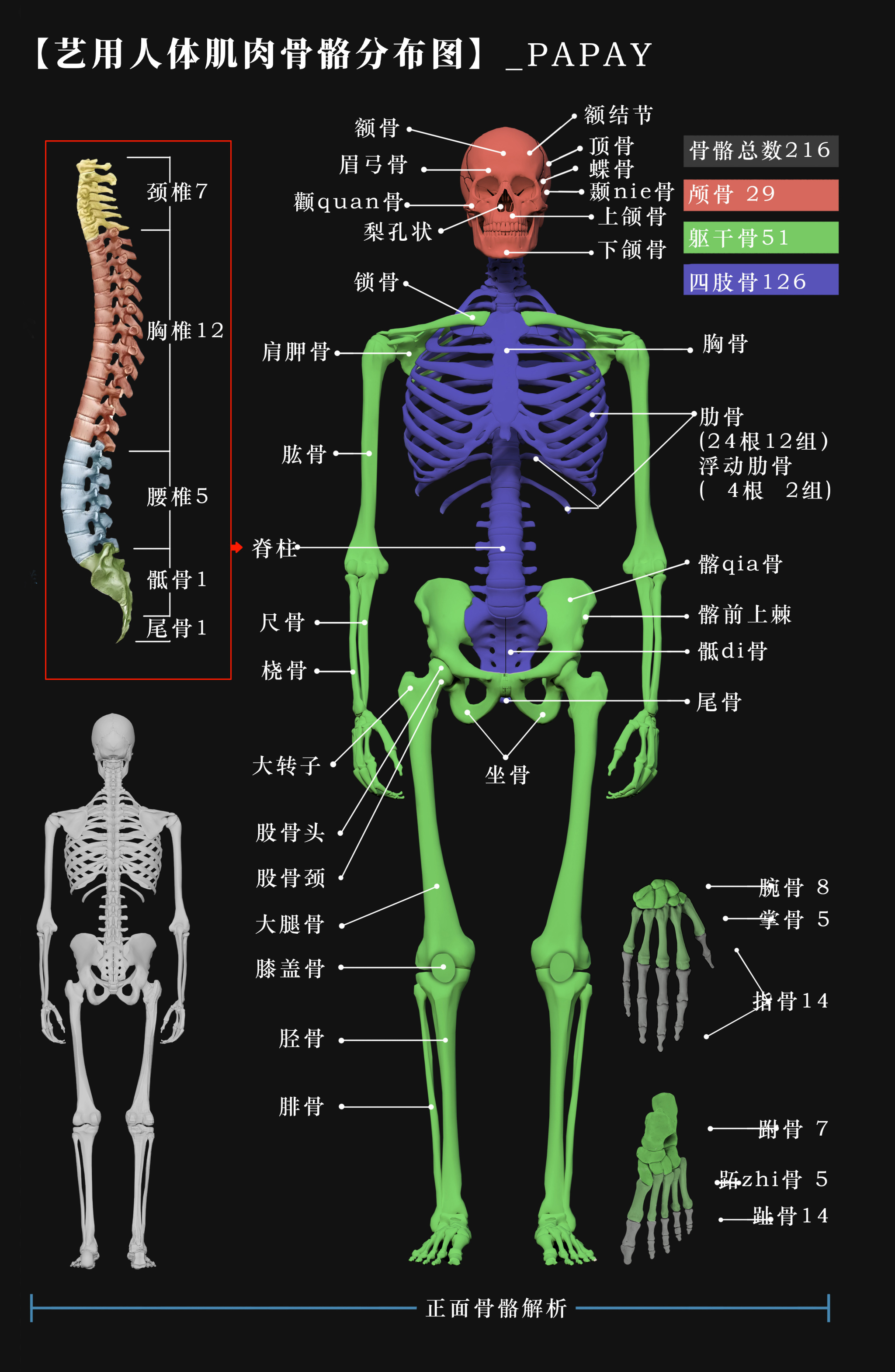 艺用人体肌肉骨骼分布图